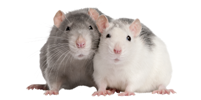 rats et souris ensemble